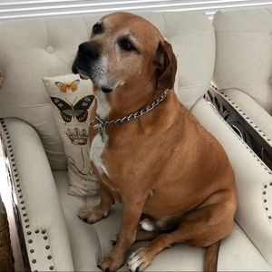 Meet your Posher, Dolores